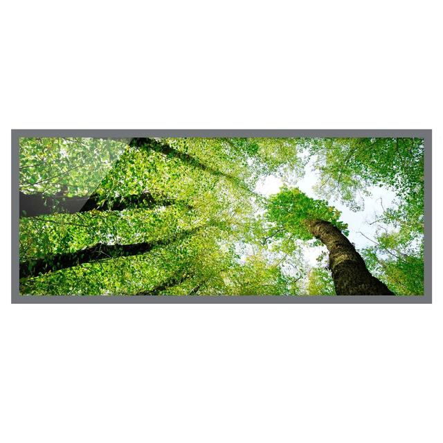 Trees of Life - Picture Frame Photograph Union Rustic Size: 50cm H x 130cm W x 2cm D, Frame Option: Grey on Productcaster.