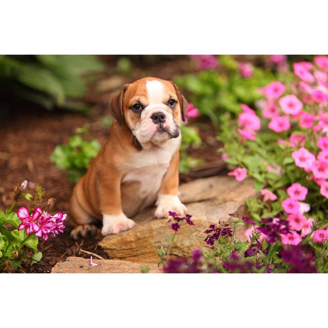 English Bulldog Puppy by Jlsnader - Wrapped Canvas Photograph 17 Stories Size: 20cm H x 30cm W on Productcaster.