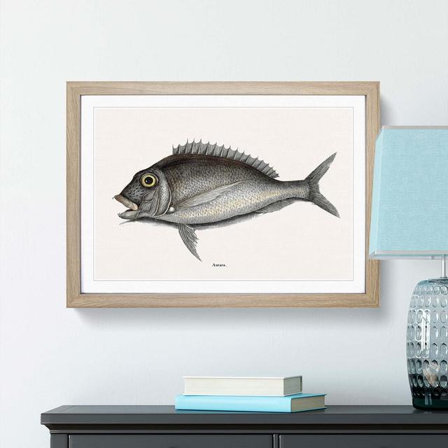 Porgy Fish by Mark Catesby - Picture Frame Painting Print East Urban Home Frame Option: Oak, Size: 60cm H x 91cm W x 2cm D on Productcaster.