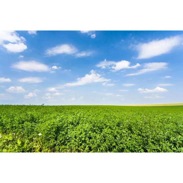 Lucerne Field Under Sky - Wrapped Canvas Photograph Ebern Designs Size: 81cm H x 122cm W on Productcaster.