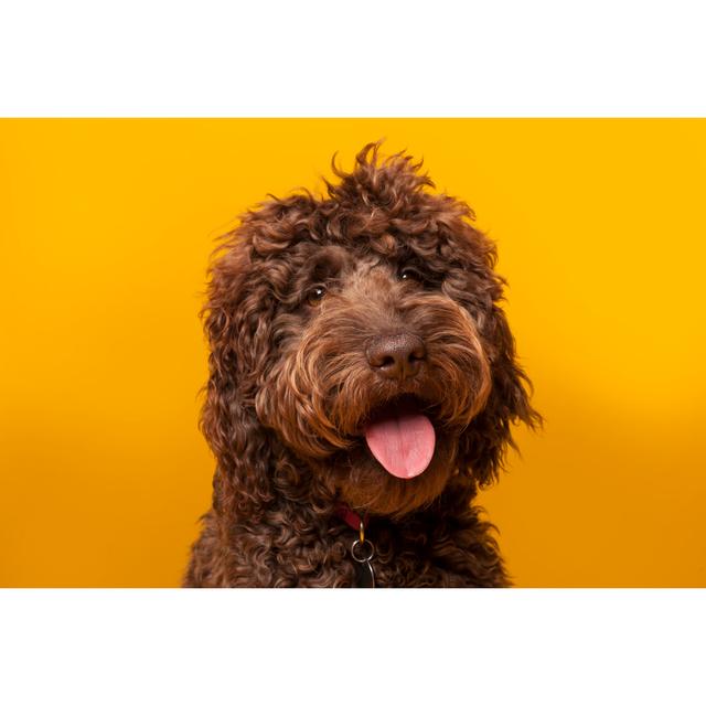 Chocolate Labradoodle by Jjwithers - Print Marlow Home Co. Size: 75cm H x 50cm W on Productcaster.