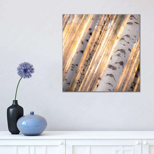 Aspen Light by Dan Ballard - Wrapped Canvas Painting Alpen Home Size: 45.72cm H x 45.72cm W x 3.81cm D on Productcaster.