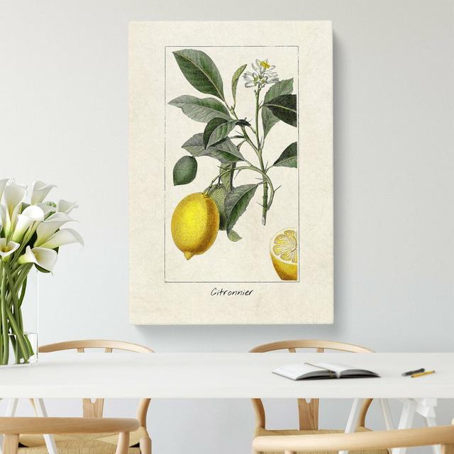 Illustration Of A Lemon Tree - Wrapped Canvas Painting 17 Stories Size: 50 cm H x 35 cm W on Productcaster.