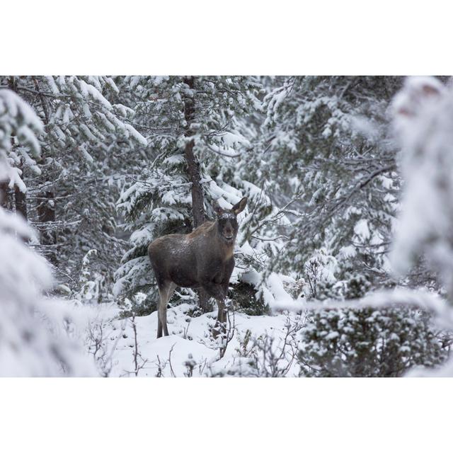 Barlett Moose by Mats Lindberg - Wrapped Canvas Photograph Alpen Home Size: 20cm H x 30cm W x 3.8cm D on Productcaster.