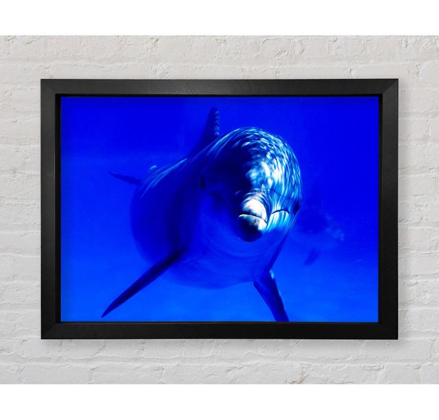 Dolphins Curiosity Framed Print House of Hampton Format: Black Framed Paper, Size: 118.9cm H x 141.4cm W x 3.4cm D on Productcaster.