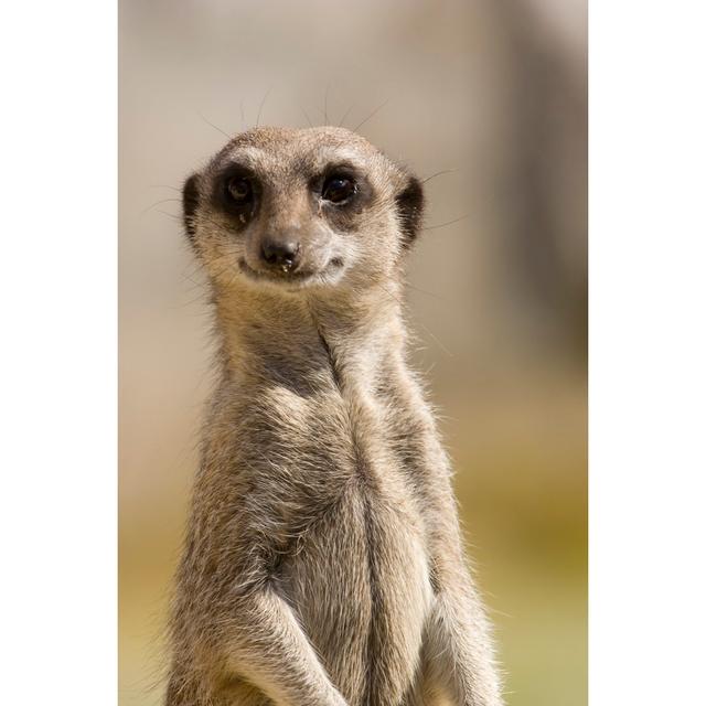 Look Out Meerkat - Wrapped Canvas Print Latitude Run Size: 91cm H x 61cm W x 3.8cm D on Productcaster.