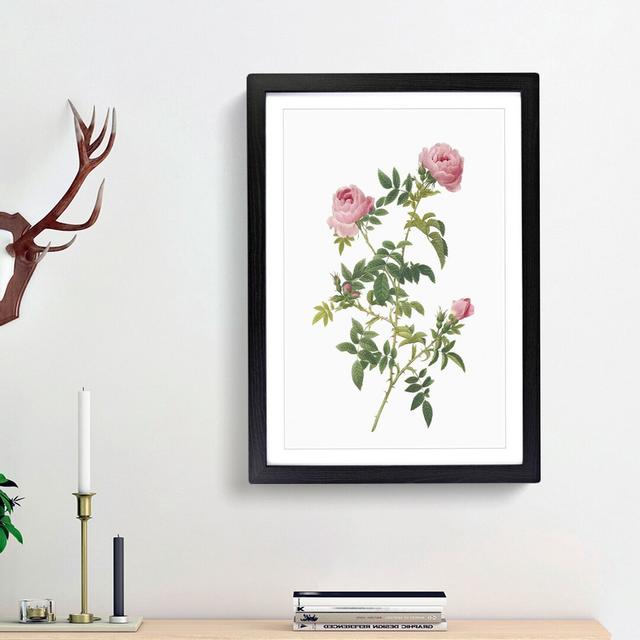 English Roses in Pink by Pierre-Joseph Redoute - Picture Frame Painting Print East Urban Home Size: 48cm H x 36cm W x 2cm D, Frame Option: Black Frame on Productcaster.