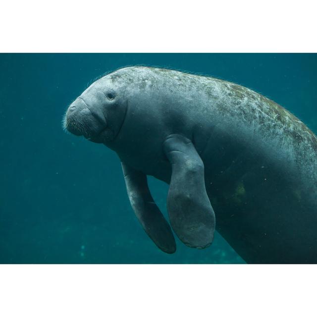 Antillean Manatee (Trichechus Manatus Manatus). Highland Dunes Size: 51cm H x 76cm W on Productcaster.