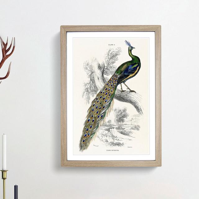 Majestic Peacock by Sir William Jardine - Picture Frame Art Print East Urban Home Frame Option: Oak, Size: 76cm H x 50cm W x 2cm D on Productcaster.