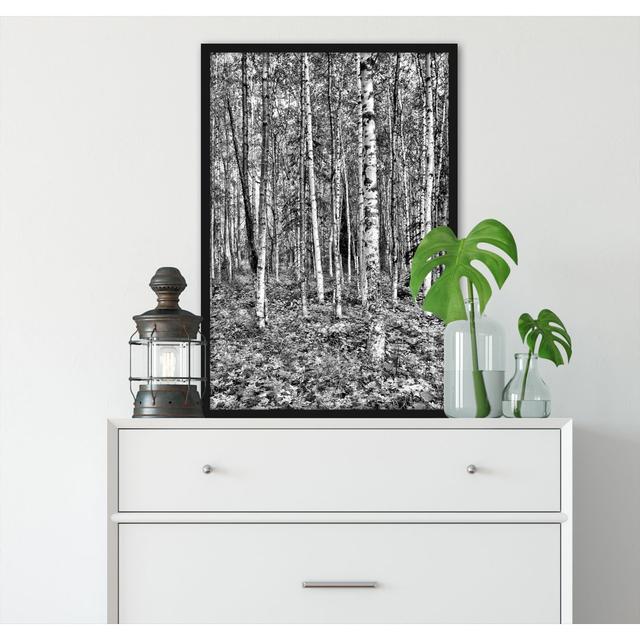 Gerahmter Fotodruck Birkenwald Alpen Home Größe: 80 cm H x 60 cm B x 2.5 cm T on Productcaster.