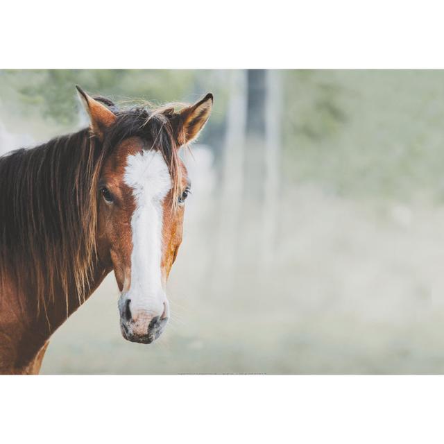 Brown Horse with Soft Background - Wrapped Canvas Photograph Brambly Cottage Size: 20cm H x 30cm W x 3.8cm D on Productcaster.