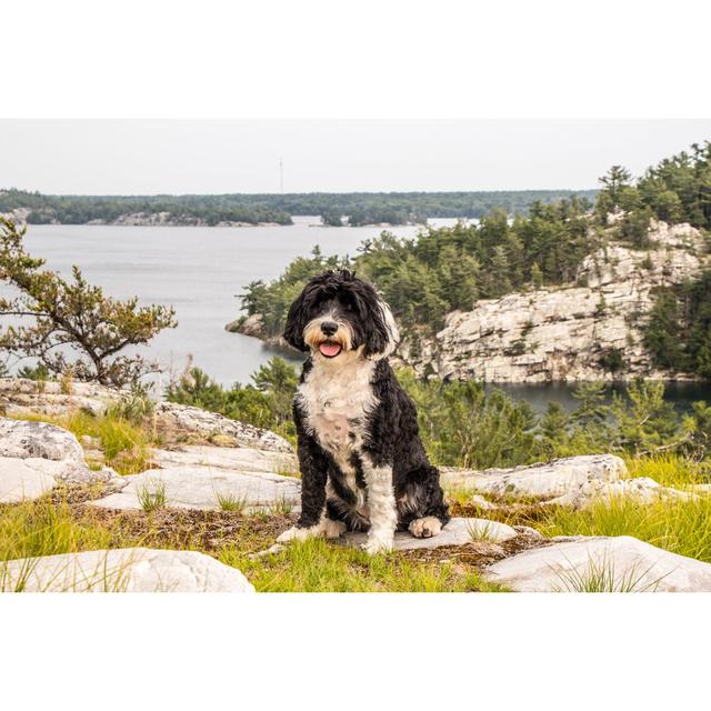 Dog Sitting On Hill - Wrapped Canvas Print 17 Stories Size: 61cm H x 91cm W on Productcaster.