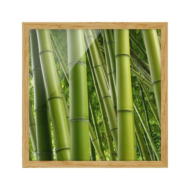 Bamboo Trees - Picture Frame Photograph 17 Stories Frame Option: Brown Framed on Productcaster.