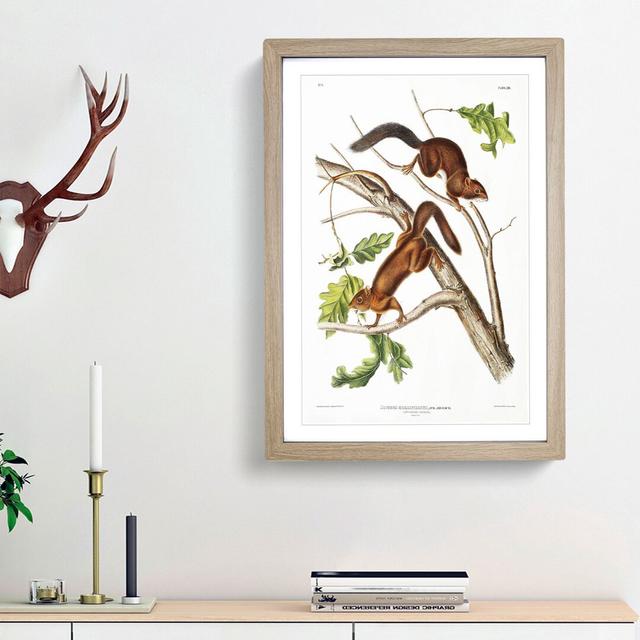 Soft-Haired Squirrels by J.W. Audubon - Picture Frame Painting Print East Urban Home Frame Option: Oak Framed, Size: 65cm H x 48cm W x 2cm D on Productcaster.