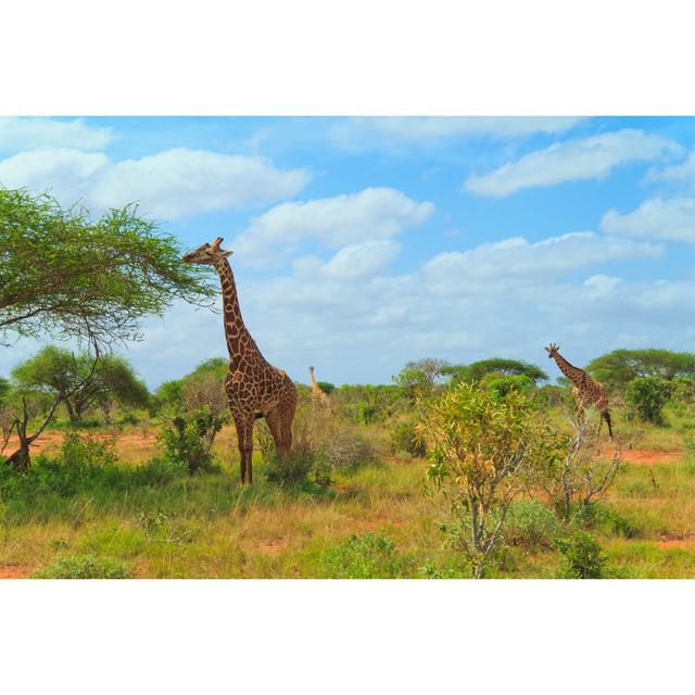 Giraffes by Italiansight - No Frame Art Prints on Canvas 17 Stories Size: 51cm H x 76cm W on Productcaster.