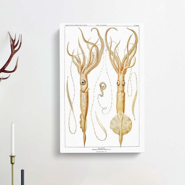 Squid Illustrations by Carl Chun - Wrapped Canvas Painting Print East Urban Home Size: 60cm H x 40cm W x 3cm D on Productcaster.