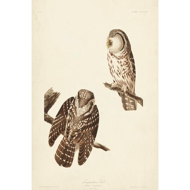 Pl 380 Tengmalm's Owl by John Audubon - Wrapped Canvas Graphic Art Print Union Rustic Size: 91cm H x 61cm W on Productcaster.