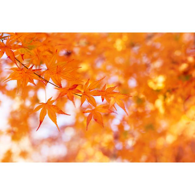 Japanese Maple Tree by Yulia Lisitsa - Wrapped Canvas Photograph Latitude Run Size: 61 cm H x 91 cm W on Productcaster.