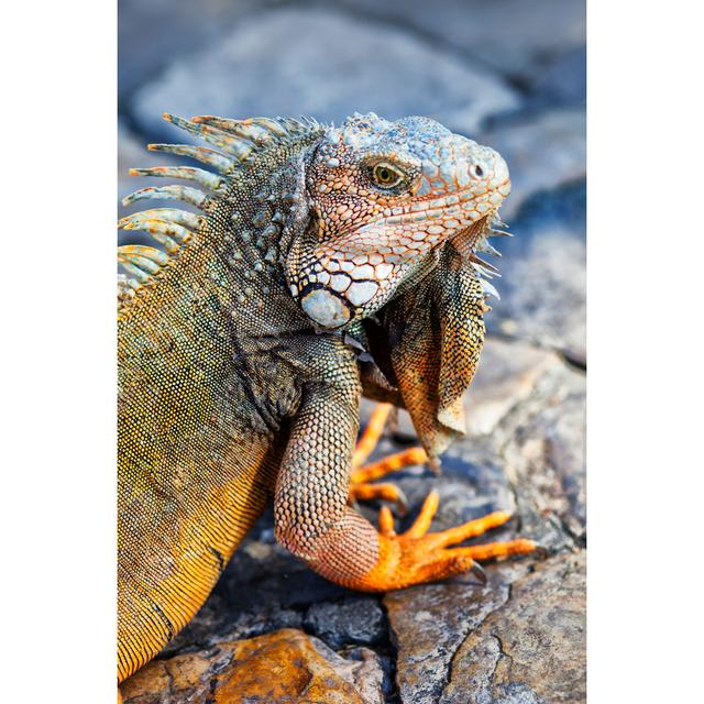 Iguana by Kycstudio - No Frame Art Prints on Canvas 17 Stories Size: 91cm H x 61cm W on Productcaster.