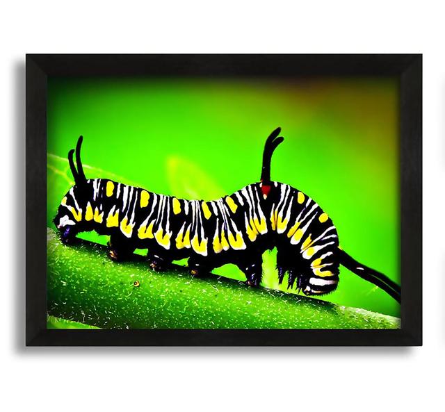 Caterpillar Macro - Picture Frame Graphic Art on Canvas Latitude Run Size: 42cm H x 60cm W x 10cm D on Productcaster.