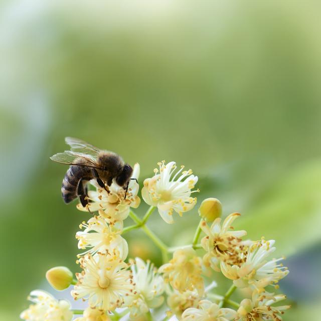 Deadra Bee Pollinates Flower by Vrabelpeter1 - Print Brambly Cottage Size: 122cm H x 122cm W x 3.8cm D on Productcaster.