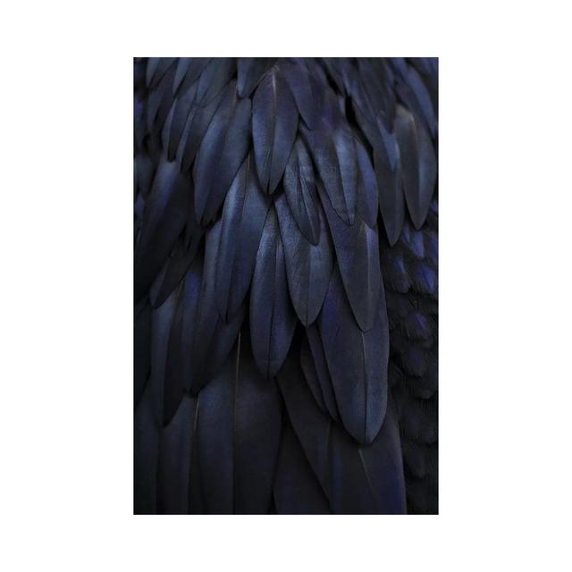 Feathers Dark Blue by Monika Strigel - Wrapped Canvas Photograph Latitude Run Size: 66.04cm H x 45.72cm W x 3.81cm D on Productcaster.