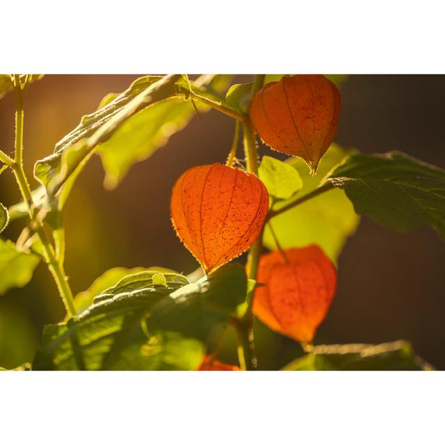 Annessia Closeup of Groundcherry - Wrapped Canvas Photograph Latitude Run Size: 51cm H x 76cm W x 3.8cm D on Productcaster.