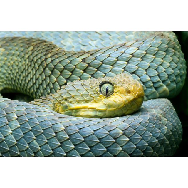 African Bush Viper by Mark Kostich - No Frame Art Prints on Canvas 17 Stories Size: 40cm H x 60cm W on Productcaster.