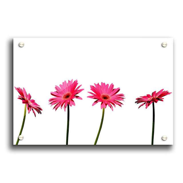 Pink Gerbera Quads Flowers - Unframed Photograph Print on Acrylic East Urban Home Size: 59.4cm H x 84.1cm W on Productcaster.