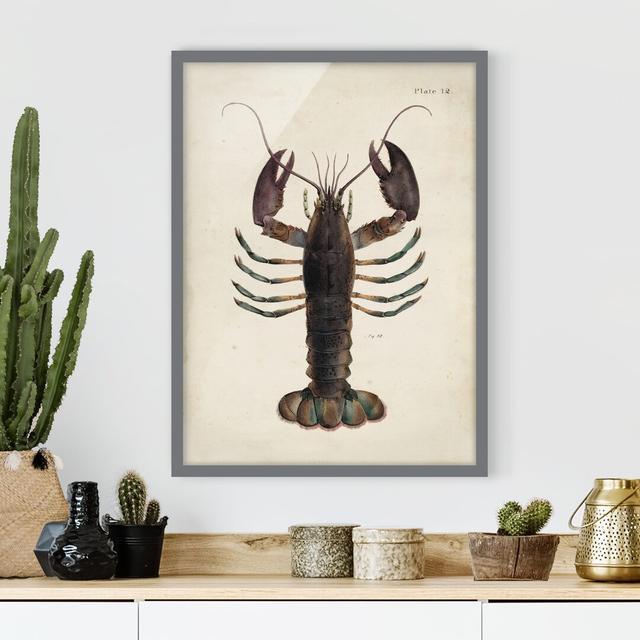 Picture With Frame - Vintage Illustration Lobster - Portrait 4:3 House of Hampton Size: 70cm H x 50cm W x 2cm D, Frame Option: Grey Framed on Productcaster.