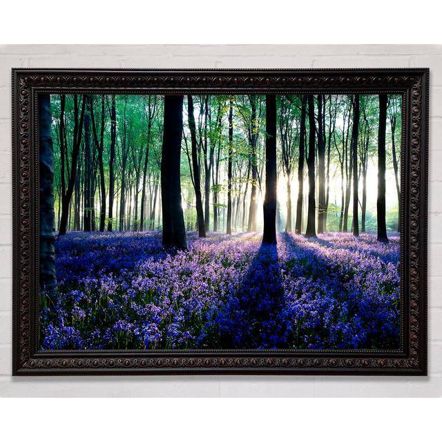 Dawn In Forest - Single Picture Frame Art Prints Bright Star Size: 42cm H x 59.7cm W x 3cm D on Productcaster.