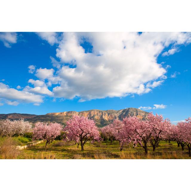 Gallaher Almond Tree Flowers by Lunamarina - Wrapped Canvas Photograph Latitude Run Size: 51cm H x 76cm W x 3.8cm D on Productcaster.