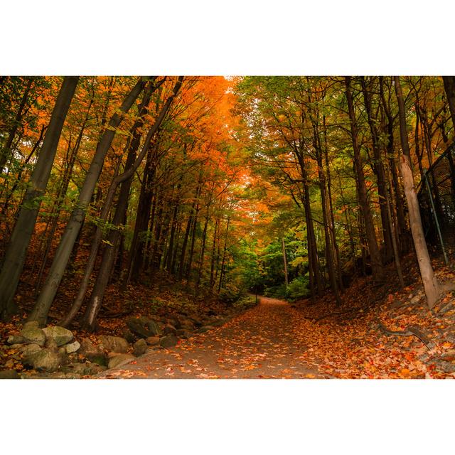 Alleghany Autumn Woods - Print Alpen Home Size: 51cm H x 76cm W x 3.8cm D on Productcaster.