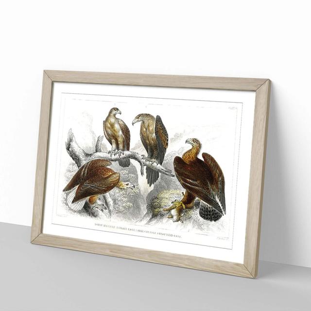 Collection of Eagle Birds by Oliver Goldsmith - Picture Frame Painting East Urban Home Frame Option: Oak Framed, Size: 36cm H x 48cm W x 2cm D on Productcaster.