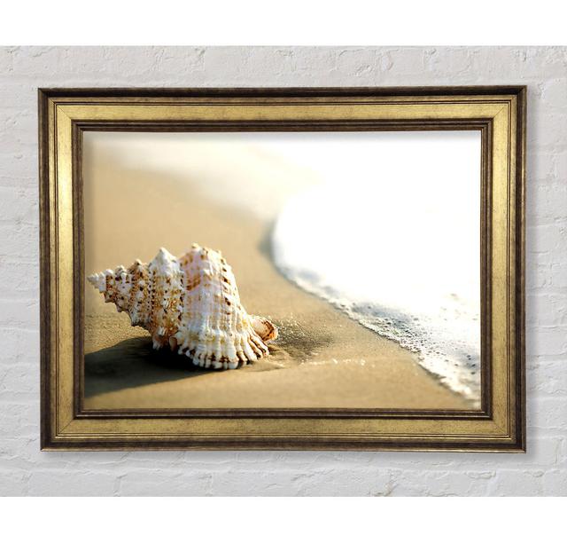 Whelk Shell On The Beach 2 Framed Print Highland Dunes Size: 29.7cm H x 42cm W on Productcaster.