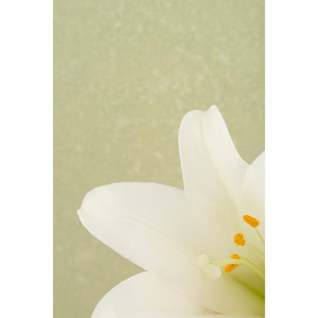 Easter lily on green 172736503 17 Stories Size: 91cm H x 61cm W on Productcaster.