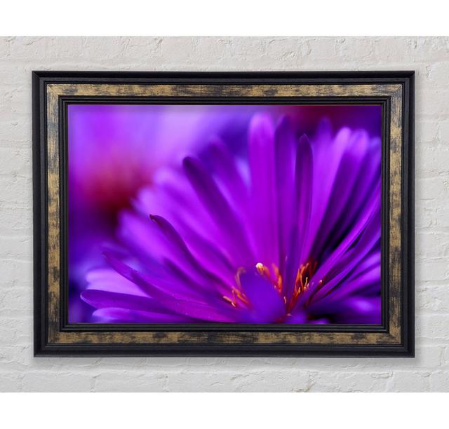 Purple Flower Petals - Single Picture Frame Art Prints Bright Star Size: 59.7cm H x 84.1cm W x 8cm D on Productcaster.