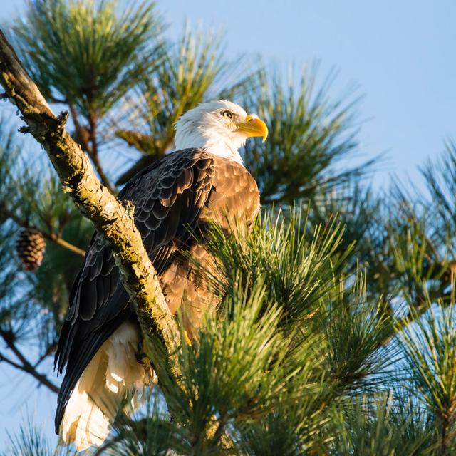 Bald Eagle On Pine Tree by Pchoui - No Frame Art Prints on Canvas Alpen Home Size: 76cm H x 76cm W on Productcaster.