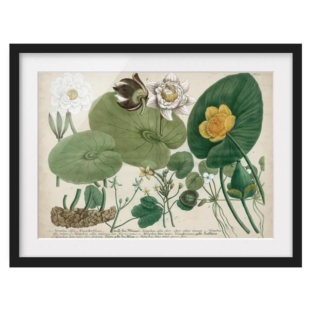 Vintage Illustration White Water Lily - Picture Frame Graphic Art Rosalind Wheeler Size: 70cm H x 100cm W x 2cm D, Frame Option: Black on Productcaster.