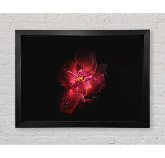 Supreme Red Flower - Single Picture Frame Art Prints Bright Star Size: 42cm H x 59.7cm W on Productcaster.