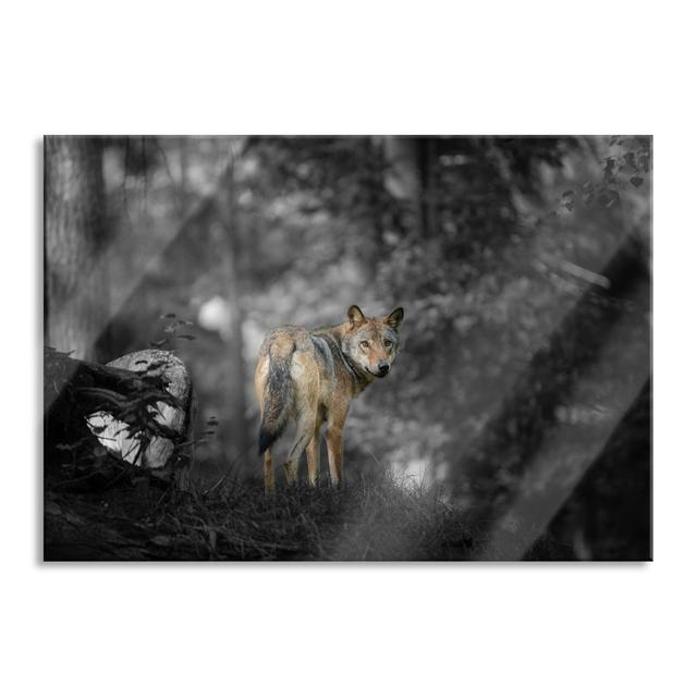 Scared Wolf in the Forest - Unframed Photograph on Glass Union Rustic Size: 60cm H x 80cm W x 0.4cm D on Productcaster.