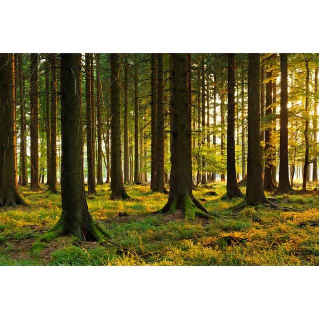 Sunlit Spruce Forest by AVTG - No Frame Art Prints on Canvas Alpen Home Size: 81cm H x 122cm W on Productcaster.