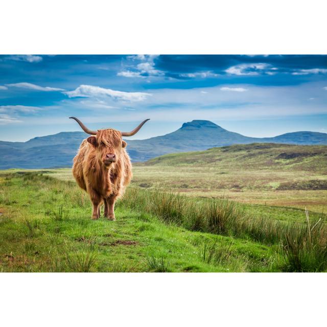 Brown Highland Cow In Isle Of Skye, Scotland Gracie Oaks Size: 81cm H x 122cm W x 3.8cm D on Productcaster.