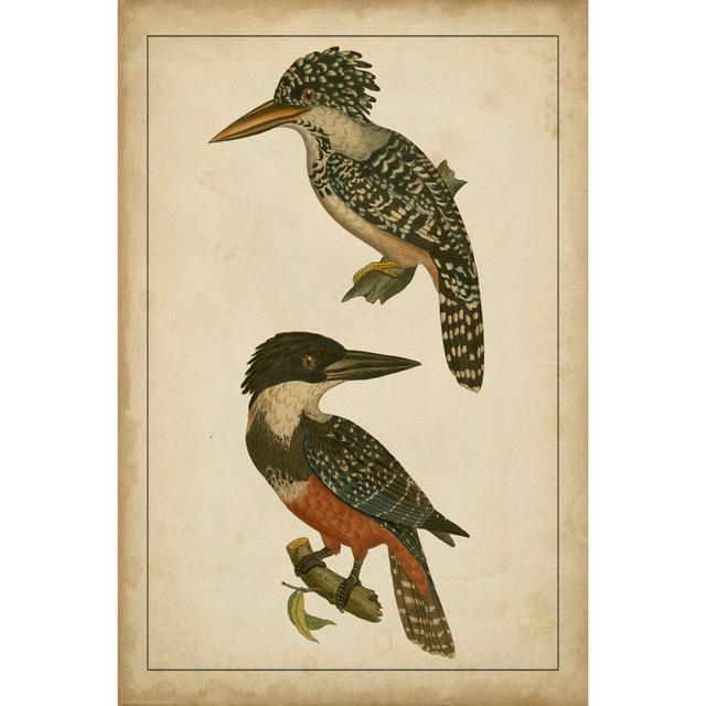 Vintage Kingfishers II - Wrapped Canvas Art Prints Bay Isle Home Size: 122cm H x 81cm W x 3.8cm D on Productcaster.