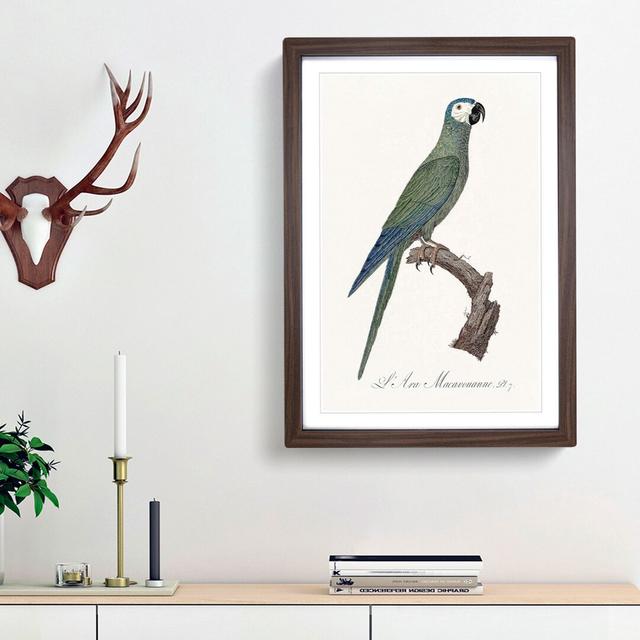 Red-Bellied Macaw Parrot by F. Levaillant - Picture Frame Painting Print East Urban Home Frame Option: Walnut Framed, Size: 48cm H x 36cm W x 2cm D on Productcaster.