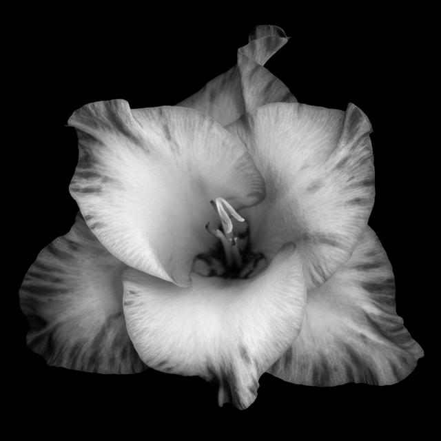 Monochrome Gladiola - Wrapped Canvas Print 17 Stories Size: 30cm H x 30cm W x 3.8cm D on Productcaster.