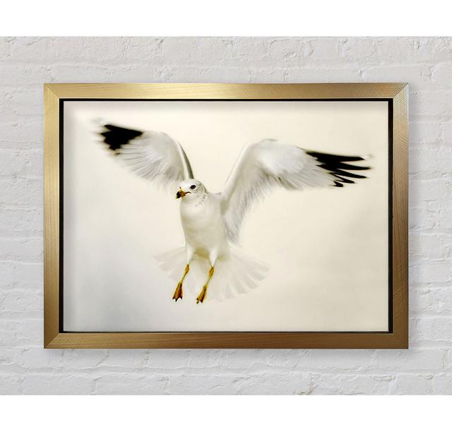 Flying Seagull - Single Picture Frame Art Prints Bright Star Size: 100cm H x 141.4cm W on Productcaster.