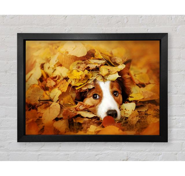 Hund im Herbstlaub - Druck Bright Star Größe: 59,1 cm H x 84,1 cm B x 3,4 cm T on Productcaster.