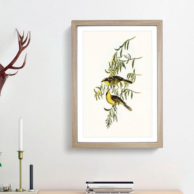 Yellow-Tufted Honeyeater by Elizabeth Gould - Picture Frame Art Print East Urban Home Frame Option: Oak Framed, Size: 48cm H x 36cm W x 2cm D on Productcaster.