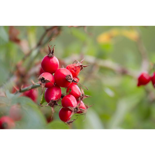 Cretien Dog Rose Fruit by Macroart - Wrapped Canvas Photograph Latitude Run Size: 81cm H x 122cm W x 3.8cm D on Productcaster.